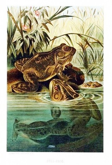 Animal-Amphibian-like-Bull-frog vintage printable