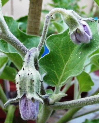 Eggplant flower Solanum melongena
