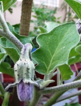 Eggplant flower Solanum melongena