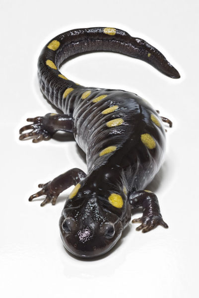 Salamander Wikipedia, Scott Camazine