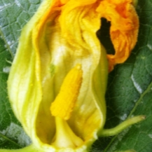 Squash male flower (anther) Cucurbita pepo