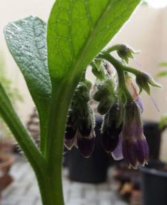 Comfrey plant (Symphytum uplandicum) flowers purple russian
