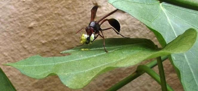 Paper Wasps Hunting (Belonogaster dubia), caterpillar eating