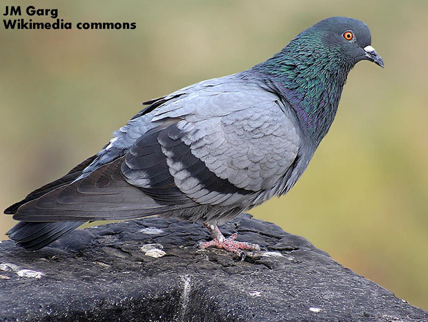 Feral pigeon JM Garg wikimedia commons