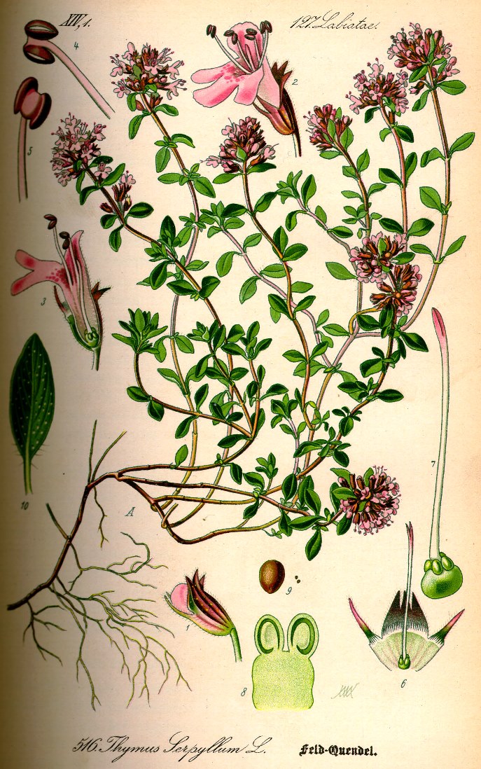Wild Thyme Thymus serpyllum Flora von Deutschland Österreich und der Schweiz 1885 Kurt Stober's Online Library