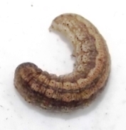 Cutworm, Noctuidae species C shape