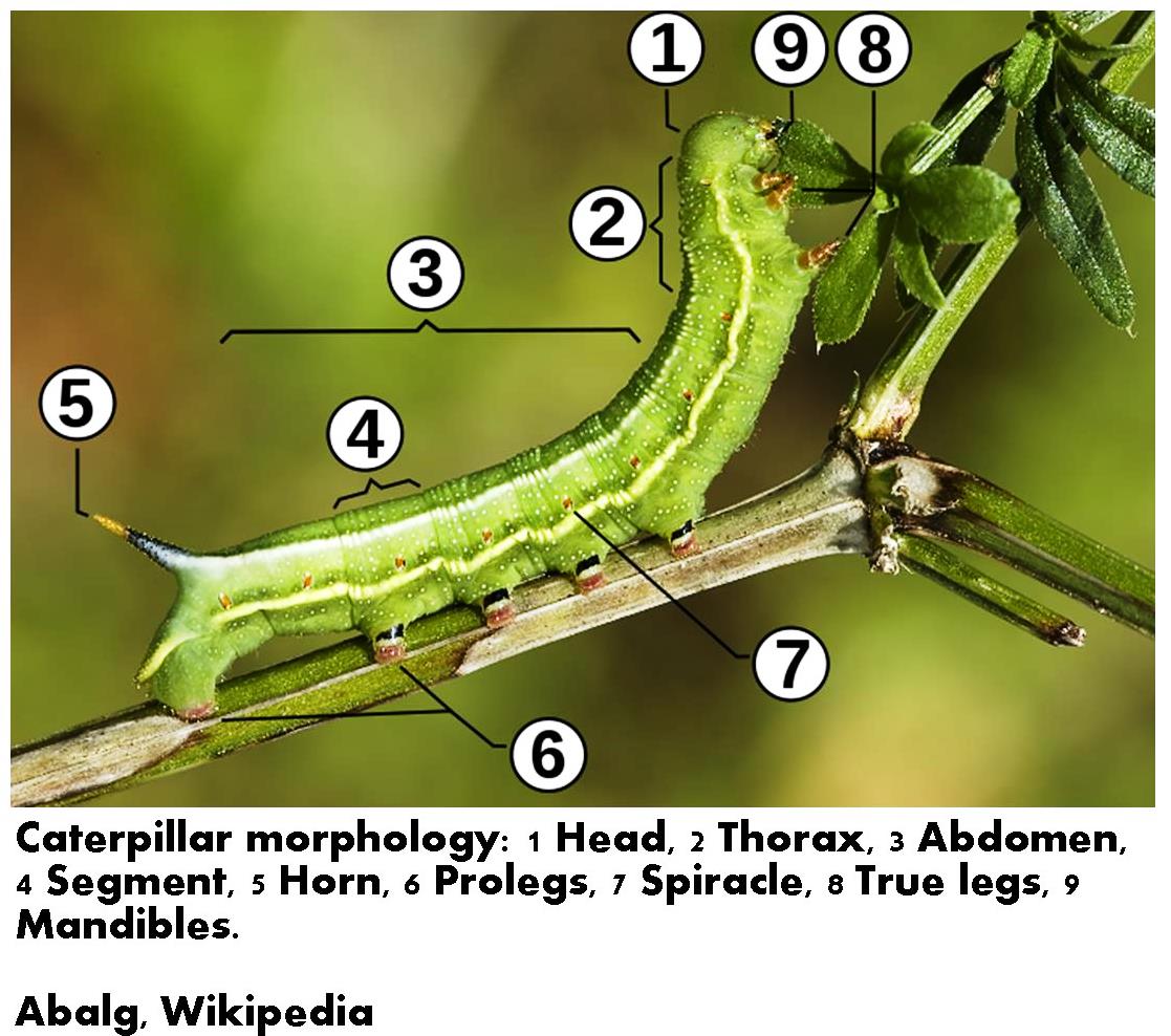 External caterpillar morphology Abalg wikipedia