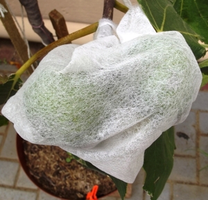Fig Ficus carica bird protection frost fleece