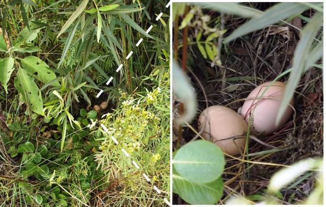Hidden secret or veld nest with eggs chicken
