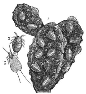 Cochineal insects on a cactus branch (sizes not accurate) IA Appleton's Guide to Mexico 1884 Wikimedia Commons