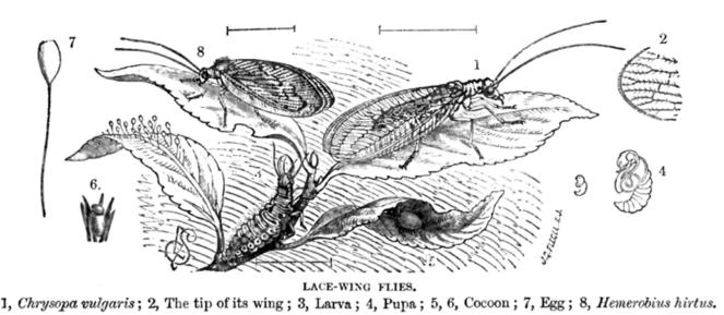 Lacewing Life cycleby Lydekker, R. 1879 The Royal Natural History. Volume 6. Frederick Warne and Co. (from www.archive.org)
