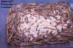 Mealworm larvae, Tenebrio molitor