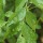 Curry Tree: How to Grow - Herb of the Month