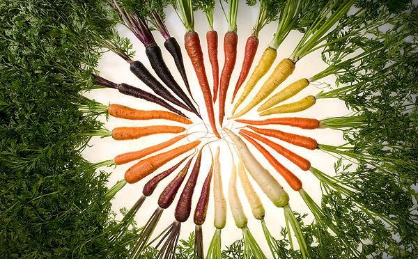 Carrots of the rainbow, Photo: ARS, Stephen Ausmus