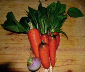 Carrot (Daucus carota), winter leafy vegetables, turnip