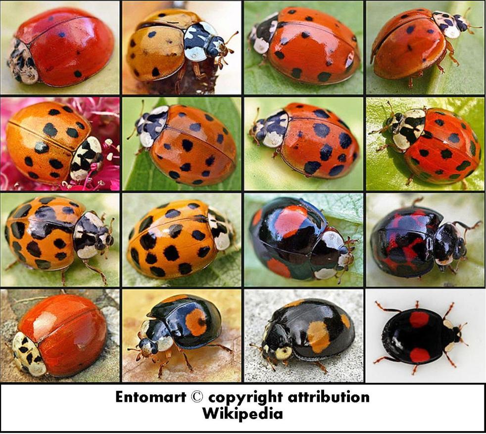 Multi-coloured Asian ladybeetles (MALB) or Harlequin ladybeetle or Halloween ladybeetle Harmonia axyridis entomart copyright attribution wikipedia 1