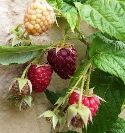 Raspberry fruit various stages