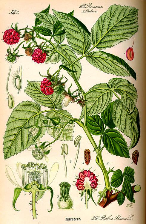 Raspberry, Rubus idaeus, Flora of Germany, Austria and Switzerland 1885, Kurt Stubers Online Library