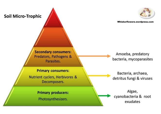 Soil microbial trophic pyramid